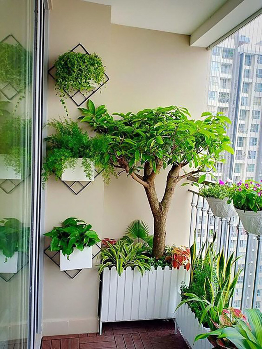 Lời khuyên để hiệu quả trong việc chăm sóc cây cảnh tại ban công hướng tây