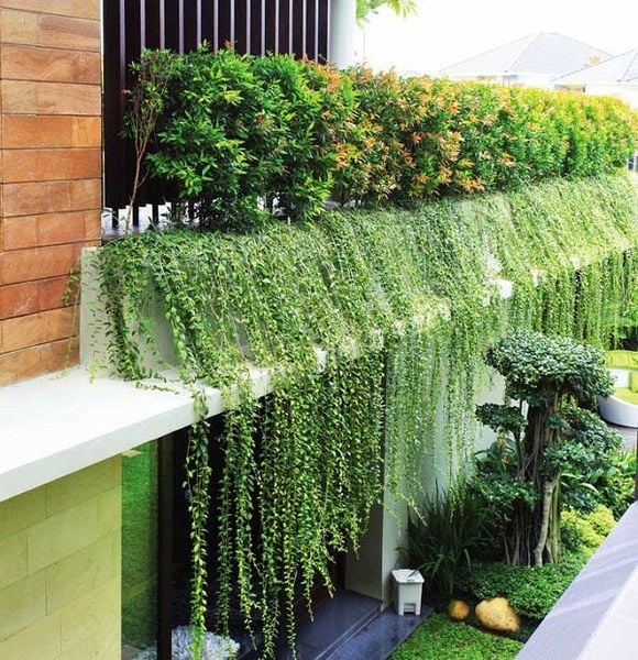 Bí quyết chăm sóc cây phong thủy trồng ngoài ban công