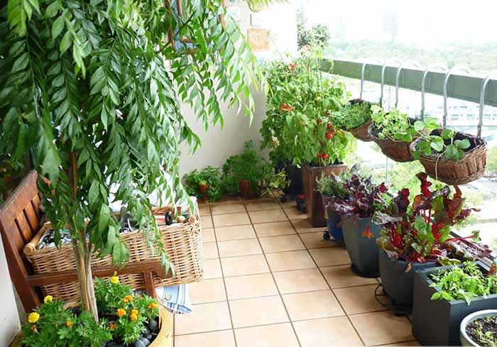 Cây trồng ban công dễ sống phổ biến