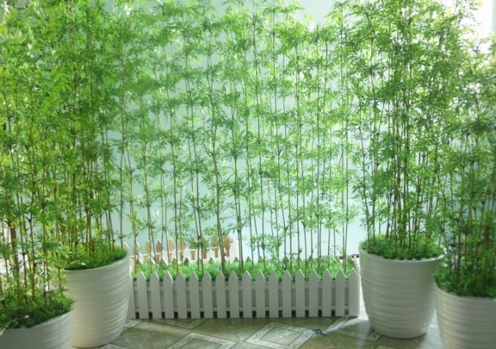 Cách chăm sóc cây trồng ban công dễ sống